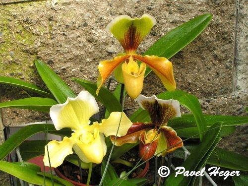 Paphiopedilum hybr.
